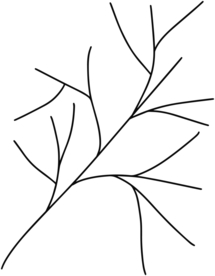 树枝