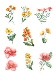 手绘花