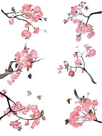 樱花