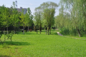 北京某公园植物景观之疏林草地