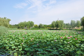 北京某公园夏季荷花池景观
