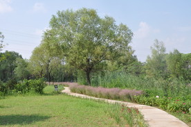 北京某公园疏密有致的植物景观