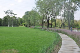 北京某公园滨水植物景观