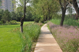 北京某公园的花境植物景观