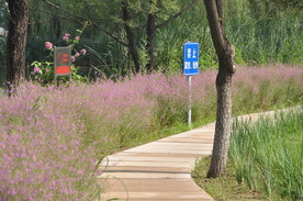 公园林下千屈菜片植景观效果