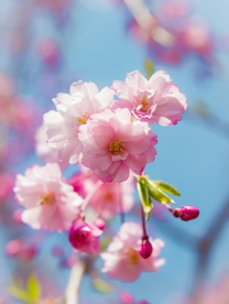 樱花