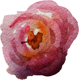 手绘水彩花卉花型花瓣