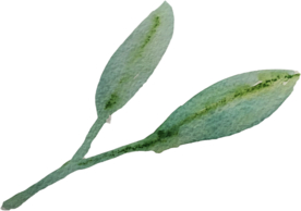 手绘水彩花卉花型花瓣