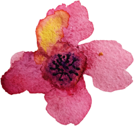 手绘水彩花卉花型花瓣