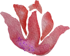 手绘水彩花卉花型花瓣