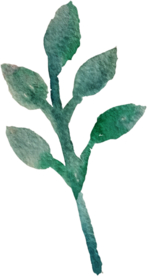 手绘水彩花卉花型花瓣