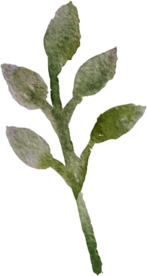 手绘水彩花卉花型花瓣