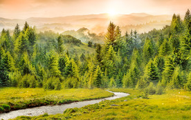 美丽的森林风景