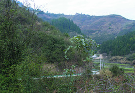 山