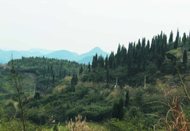 山