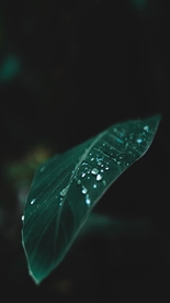 露珠