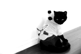 黑猫