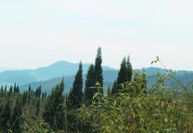 山