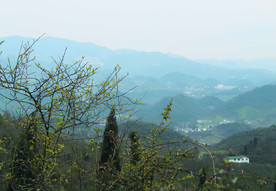 山