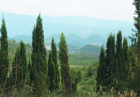 山