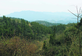 山