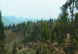 山