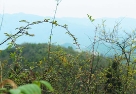 山