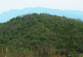 山