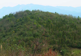 山