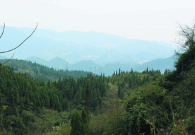 山