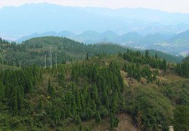 山   树林