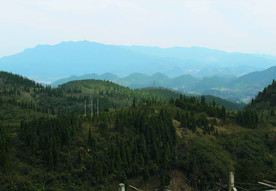 山  树林