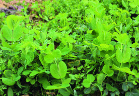 蔬菜   豌豆苗    火锅菜