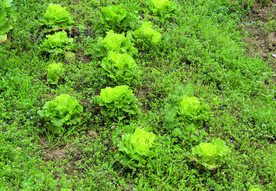 蔬菜   生菜   火锅菜