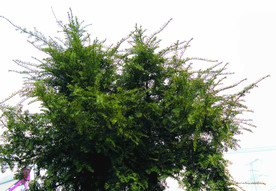 春天    树    风景树