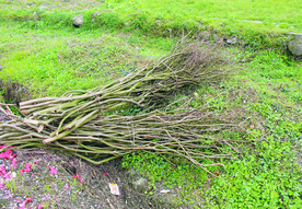 柴  年三十进财门柴