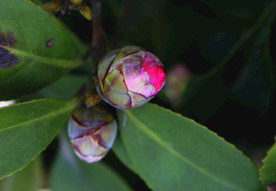 花苞    茶花