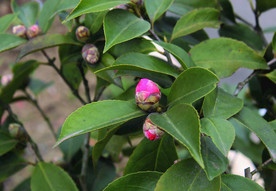 花苞    茶花