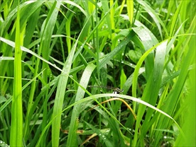 休息的蜻蜓