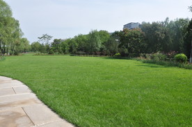 北方园林景观之大块草坪