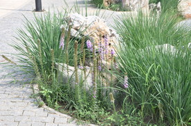 马蔺与景石的搭配