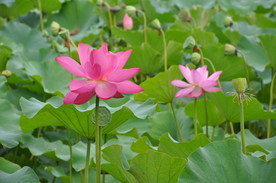 北京某公园夏日荷花