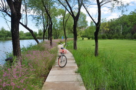 北京某公园滨水植物景观