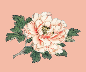 牡丹