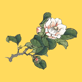 牡丹