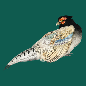 野鸡