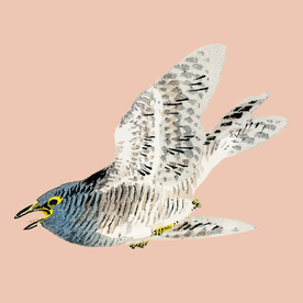 鸟