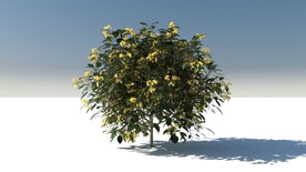 C4D模型树木果树探春花