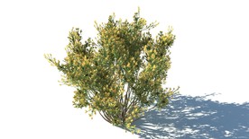 C4D模型树木果树白皮松