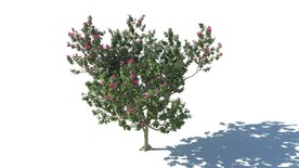 C4D模型树木果树木槿